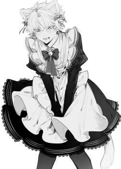 1boy absurdres alternate_costume animal_ears apron bell blush cat_boy cat_ears cat_tail clenched_teeth crossdressing crossdressing_(mtf) dress earrings embarrassed enmaided fate/grand_order fate_(series) feet_out_of_frame highres jewelry juliet_sleeves long_sleeves maid maid_apron male_focus male_maid neck_bell pantyhose puffy_sleeves ribbon scar scar_on_face scar_on_forehead short_hair simple_background solo sweatdrop tail teeth toudou_heisuke_(fate) umifug3 white_background