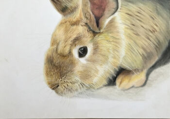 Rule 34 | animal, animal focus, colored pencil (medium), commentary request, highres, no humans, ohp95kg, original, photorealistic, rabbit, realistic, simple background, traditional media, white background