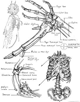 1girl absurdres anatomy animal_hands arrow_(symbol) bird_wings bone claws commentary cropped_legs english_text from_behind greyscale harpy hatching_(texture) highres kosode linear_hatching long_hair monochrome monster_girl original reference_sheet ribs shiokaze1409 simple_background skeleton sketch skirt spine stippling_(texture) text_focus turning_head white_background wings