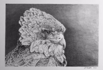 animal animal_focus bateleur bird commentary david_salter eagle english_commentary graphite_(medium) greyscale highres monochrome no_humans original photo-referenced photorealistic realistic traditional_media