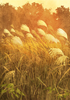 absurdres artist_name commentary_request evening field goke_shike_(altamira05) grass highres nature no_humans original outdoors signature susuki_grass tall_grass variant_set warm_colored