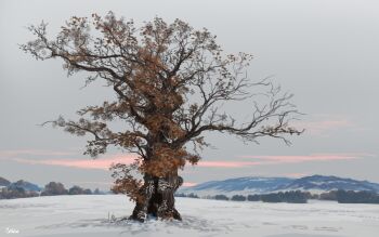 absurdres cloud cloudy_sky commentary english_commentary evening highres landscape mountainous_horizon nature no_humans original outdoors philipp_urlich scenery signature sky snow tree winter