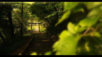 absurdres blurry blurry_foreground commentary day depth_of_field english_commentary film_grain forest gerar_dc green_theme highres letterboxed light_rays nature no_humans original outdoors path photorealistic realistic road scenery summer sunbeam sunlight torii tree