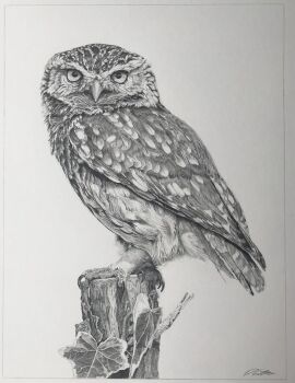 animal animal_focus bird commentary david_salter english_commentary graphite_(medium) greyscale looking_at_viewer looking_to_the_side monochrome no_humans original owl photo-referenced photorealistic realistic traditional_media