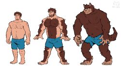 Rule 34 | 1boy, animal ears, bara, beard, belly, brent (solidweller), brown fur, facial hair, full beard, full body, furrification, furry, furry male, goatee, highres, large pectorals, looking at viewer, looking down, male focus, medium sideburns, motion lines, multiple views, muscle growth, muscular, muscular male, no nipples, original, pectorals, plump, short hair, short shorts, shorts, soildweller, sparse chest hair, sparse leg hair, standing, strongman waist, thick eyebrows, topless male, transformation, very hairy, werewolf, whiskers, wolf boy, wolf ears