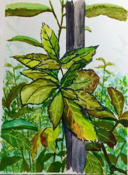 commentary_request harusa1107 highres leaf nature no_humans original outdoors painting_(medium) plant plant_focus sapling sketch still_life traditional_media white_background