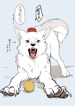 animal_focus animalization arrow_(symbol) ball blue_background claws commentary_request hat highres inubashiri_momiji inubashiri_momiji_(wolf) looking_at_viewer min.k no_humans open_mouth red_eyes red_hat sharp_teeth speech_bubble teeth tokin_hat touhou translation_request white_wolf wolf