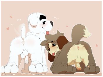 Rule 34 | ...?, 2boys, all fours, animal crossing, animal ears, anus, ass, blush, brown fur, closed mouth, commentary, completely nude, digby (animal crossing), dog boy, dog ears, dog tail, english commentary, english text, erection, floppy ears, foreskin, furry, furry male, heart, hollo nut, k.k. slider (animal crossing), looking at viewer, male focus, multiple boys, nintendo, nude, penis, smile, tail, testicles, tongue, tongue out, white fur, yaoi