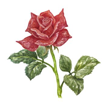 absurdres commentary_request flower flower_focus highres kanou_(pixiv_37964562) leaf no_humans original painting_(medium) red_flower red_rose rose simple_background still_life traditional_media watercolor_(medium) white_background