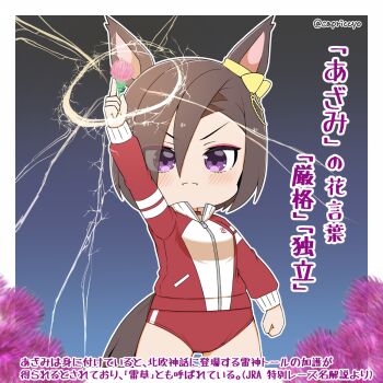 >:( 1girl air_groove_(umamusume) animal_ears arm_up blush bow brown_hair buruma capriccyo ear_bow eyes_visible_through_hair flower gym_shirt gym_uniform hair_between_eyes highres holding holding_flower horse_ears horse_girl horse_tail jacket long_sleeves looking_at_viewer pink_flower puffy_long_sleeves puffy_sleeves purple_eyes red_buruma red_jacket shirt solo standing tail track_jacket translation_request twitter_username umamusume v-shaped_eyebrows white_shirt yellow_bow