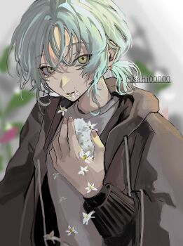 1boy black_jacket blue_hair blurry blurry_background commentary_request eating_flower eating_non-food flower green_eyes grey_shirt hair_between_eyes holding holding_flower hood hood_down hooded_jacket jacket long_sleeves looking_at_viewer male_focus open_clothes open_jacket original parted_lips ponytail sahi00000 shirt short_hair short_ponytail solo upper_body white_flower wispy_bangs