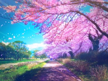 aobara1101 blue_sky cherry_blossoms day falling_petals flower grass highres original outdoors path people petals pink_flower road scenery shadow sky spring_(season) tree