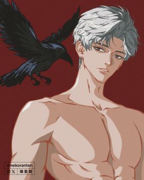 1boy abs absurdres bird collarbone commentary crow grey_hair hashtag-only_commentary highres lips love_and_deepspace male_focus nekoranten parted_lips pectorals red_background red_eyes solo sylus_(love_and_deepspace) toned toned_male topless_male twitter_username watermark