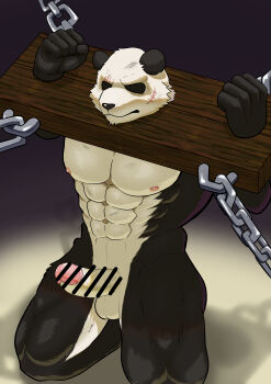 1boy abs absurdres animal_ears bara beastars black_fur censored chain commentary_request facial_scar furry furry_male gouhin highres kneeling multicolored_fur muscular muscular_male navel nipples panda_boy panda_ears pectorals penis pillory restrained scar scar_across_eye scar_on_cheek scar_on_face shirushiru_r topless_male white_fur yaoi