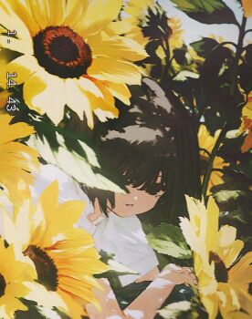 1girl black_eyes black_hair day field flower flower_field looking_at_viewer original outdoors parted_lips shirt short_hair short_sleeves solo sunflower sunflower_field timestamp upper_body utwob0 vhs_artifacts white_shirt yellow_flower