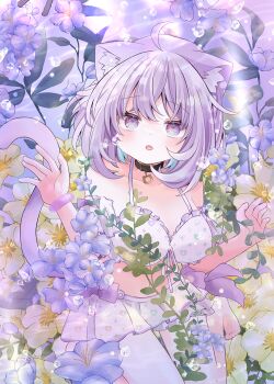 1girl :o ahoge alternate_costume animal_ear_fluff animal_ears aqua_hair black_choker bottle bow bra breasts cat_choker cat_ears cat_girl cat_tail choker flower frilled_bra frills highres hololive in_bottle in_container large_breasts long_sleeves midriff mimori_(mim0_ri) multicolored_hair nekomata_okayu open_mouth pantyhose pink_bra pink_skirt puffy_sleeves purple_bow purple_eyes purple_hair ribbon shirt skirt tail underwear virtual_youtuber