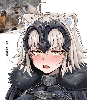 1girl ahoge animal_ear_fluff animal_ears armor armored_dress bear_boss blush cape cat_ears cat_girl chain commentary_request dress embarrassed fang fate/grand_order fate_(series) fur-trimmed_cape fur_trim grey_hair headpiece highres jeanne_d'arc_alter_(avenger)_(fate) jeanne_d'arc_alter_(avenger)_(first_ascension)_(fate) jeanne_d'arc_alter_(fate) kemonomimi_mode looking_at_viewer medium_hair open_mouth photo_inset portrait reference_inset sanpaku simple_background small_sweatdrop solo talking translation_request white_background yellow_eyes
