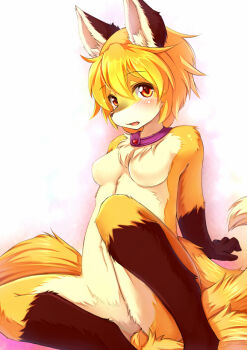 Rule 34 | 1girl, animal ears, bad id, bad nicoseiga id, blonde hair, blush, breasts, choker, female focus, fox ears, fox tail, furrification, furry, furry female, kagerofu, looking at viewer, multiple tails, no nipples, nude, open mouth, orange eyes, short hair, sitting, snout, solo, spread legs, tail, touhou, yakumo ran