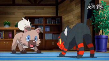 animated animated_gif bird cat dog gen_7_pokemon indoors litten nintendo no_humans owl pokemon pokemon_(anime) pokemon_sm_(anime) rockruff rowlet screencap