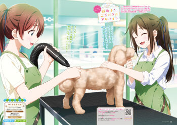 2c=galore 2girls :d ^_^ apron artist_name blue_eyes blue_ribbon blush breasts brown_hair closed_eyes collarbone collared_shirt dog dress_shirt drying_animal emma_verde green_apron hair_ribbon highres indoors long_hair love_live! love_live!_days:_love_live!_general_magazine love_live!_nijigasaki_high_school_idol_club medium_breasts multiple_girls official_art open_mouth osaka_shizuku page_number part_time_job ponytail poodle profile qr_code ribbon shirt short_sleeves sidelocks sideways_mouth sleeves_rolled_up smile standing t-shirt third-party_source three-quarter_sleeves translation_request white_shirt