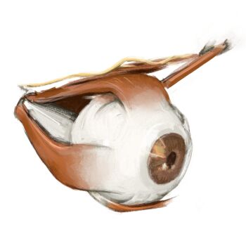 brown_eyes disembodied_eye eye_focus highres ptviel simple_background white_background