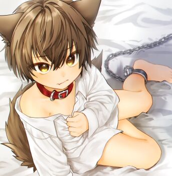 1boy animal_ears ankle_cuffs brown_hair collar commentary_request fang gripping_clothes hair_between_eyes long_sleeves looking_at_viewer looking_up male_focus no_pants on_bed original red_collar shirt short_hair shota skin_fang solo tail toron_0812 white_shirt wolf_boy wolf_ears wolf_tail yellow_eyes