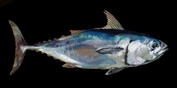 absurdres animal_focus black_background commentary english_commentary fish from_side full_body highres no_humans original painterly simple_background tuna twulfs