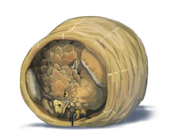 animal_focus beak claws feathers folded_wings full_body griffin hiding nablange no_humans original simple_background solo white_background wings yellow_eyes