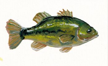 Rule 34 | animal focus, bass (fish), commentary, english commentary, fish, from side, full body, gouache (medium), highres, no humans, original, painterly, painting (medium), rnbwtrout, simple background, traditional media, white background
