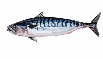 animal animal_focus commentary commission english_commentary fish from_side full_body highres junbuug mackerel_(fish) no_humans original simple_background solo white_background