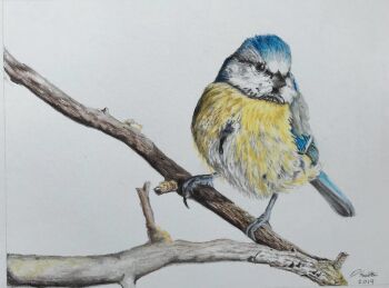 animal animal_focus bird branch colored_pencil_(medium) commentary david_salter english_commentary no_humans original photo-referenced photorealistic realistic simple_background tit_(bird) traditional_media white_background