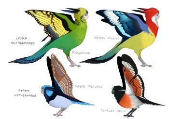 bird black_feathers blue_feathers blue_tail blue_wings budgerigar_(bird) butterfly_wings eastern_rosella feathered_wings feathers from_side full_body green_feathers harpy highres insect_wings jejejunum monster_girl multicolored_wings nethermare orange_feathers original red_feathers reference_sheet scarlet_robin simple_background superb_fairywren white_background white_feathers white_wings wings yellow_feathers