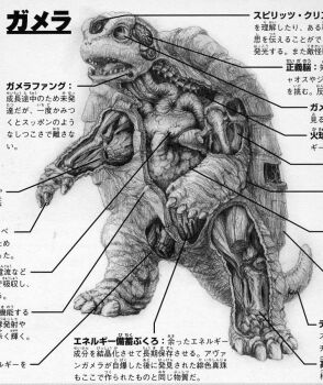 anatomy artist_request baby biology bone brain chart cropped cross-section diagram gamera gamera_(series) gamera_the_brave heart japanese_text kadokawa kaiju lungs monochrome official_art organs science science_fiction sea_monster shell skeleton stomach tail toto_(gamera) translation_request turtle turtle_shell tusks x-ray