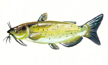 Rule 34 | animal focus, catfish, commentary, english commentary, fish, from side, full body, gouache (medium), highres, no humans, original, painterly, painting (medium), rnbwtrout, simple background, traditional media, white background