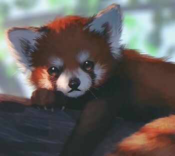 23i2ko animal animal_focus blurry blurry_background canopy_(forest) claws day forest looking_at_viewer nature no_humans on_log orange_eyes original outdoors outstretched_arm painterly red_panda whiskers