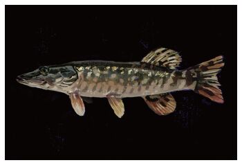 absurdres animal_focus black_background border fish from_side highres no_humans original painterly pike_(fish) simple_background twulfs white_border