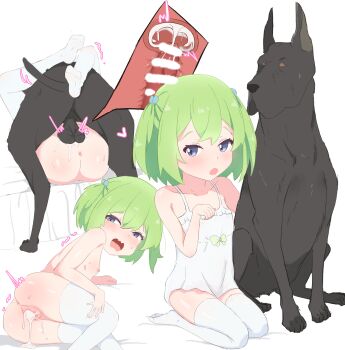 1girl absurdres after_vaginal aftersex animal_penis anus ass balloon_womb bar_censor bestiality black_dog blue_bow blue_eyes blush bow censored cross-section cum cum_in_pussy cumdrip deep_penetration dog dog_penis dress ejaculation flat_chest green_bow green_hair hair_bow hetero highres internal_cumshot leg_lock loli looking_at_viewer looking_back maricidevi mating_press medium_hair multiple_views nipples penis pussy seiza sequential sex shalsha_(slime_taoshite_300_nen) simple_background sitting slime_taoshite_300_nen_shiranai_uchi_ni_level_max_ni_nattemashita sweat thighhighs uterus vaginal veins veiny_penis white_background white_dress white_thighhighs