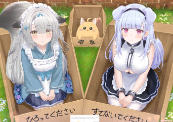 2girls :o absurdres ahoge alternate_costume anchor_choker anchor_necklace animal_ears apron artist_name azur_lane baby_animal bandaged_head bandages bare_shoulders bird black_hairband blue_kimono blue_ribbon blush box breasts brick_wall brown_tail cardboard_box cat_ears cat_tail center_frills chick choker cleavage closed_mouth clothing_cutout collarbone commentary_request day dido_(azur_lane) dog_ears dog_tail droopy_ears earrings enmaided floral_print flower fox_ears fox_girl fox_tail framed_breasts frilled_apron frilled_choker frills from_above frown grass grey_hair hair_flower hair_ornament hair_ribbon hairband hands_on_lap heart heart_earrings highres in_box in_container inset japanese_clothes jewelry kemonomimi_mode kimono kneeling lace-trimmed_hairband lace_trim large_breasts large_tail long_hair long_sleeves looking_at_viewer looking_up maid maid_apron maid_headdress manjuu_(azur_lane) miyuki_(azur_lane) miyuki_(shopping_rendezvous)_(azur_lane) multiple_girls necklace official_alternate_costume open_mouth outdoors paashe parted_lips paw_print pleading_eyes purple_eyes purple_tail request_inset ribbon screenshot_inset skindentation skirt sleeveless small_breasts tail tearing_up teeth thighhighs translation_request underboob underboob_cutout very_long_hair wa_maid waist_apron white_apron white_hair white_thighhighs wide_sleeves yellow_eyes
