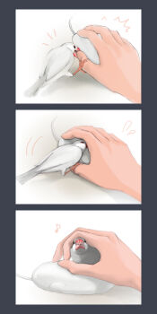 3koma ami_(kawasemidori) animal bird biting black_border border comic finch java_sparrow computer_mouse musical_note original simple_background white_background white_java_sparrow