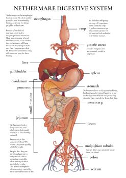anatomy biology diagram english_text highres intestines jejejunum liver no_humans object_focus organs original stomach_(organ)