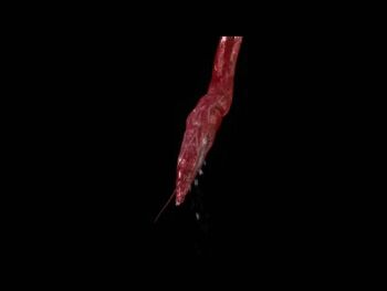 1boy 1girl 3d a_third_dimension anal animated animated_gif anus ass brown_hair clenched_teeth clothing_aside cross-section demon held_up hetero high_heels leotard leotard_aside lowres penis pussy pussy_juice short_hair spread_anus spread_ass teeth tentacle_sex tentacles thong