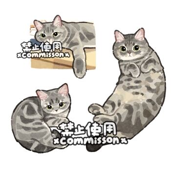 american_shorthair animal animal_focus cat commission full_body green_eyes grey_cat indoors looking_at_viewer lying multiple_views no_humans on_back on_side original simple_background tabby_cat watermark white_background xiao_bo_kuai_kuai