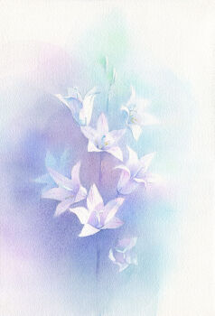 Rule 34 | bellflower, commentary request, flower, flower focus, fujiko88, highres, no humans, original, painting (medium), simple background, traditional media, watercolor (medium), white background, white flower
