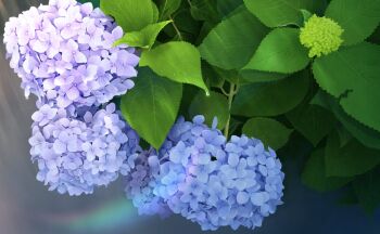 Rule 34 | bud, close-up, commentary request, flower, flower focus, hydrangea, leaf, nail polish, no humans, original, plant, plant focus, purple flower, shadow, sunlight, yu02257951