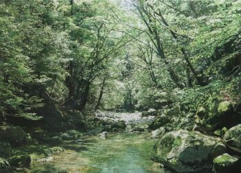 Rule 34 | absurdres, commentary request, day, forest, highres, naohiro ito, nature, oil painting (medium), original, outdoors, painting (medium), photorealistic, realistic, rock, scenery, shadow, stream, sunlight, traditional media, tree, tree shade, water