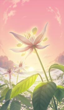 Rule 34 | after time valentine 2026, commentary request, fate/grand order, fate (series), field, flower, flower field, flower focus, no humans, official art, pink flower, pink sky, sky, still life, sun, suzuke, third-party source