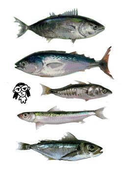 absurdres animal_focus artist_self-insert atlantic_mackerel chibi chibi_inset fish highres jack_mackerel mackerel_(fish) original painterly plazmch sardine simple_background stickleback still_life white_background