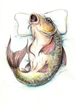 animal animal_focus animal_sexualization bestiality carp fins fish fish_tail highres lying no_humans on_back original pillow pussy scales tail traditional_media wet yukikingyo