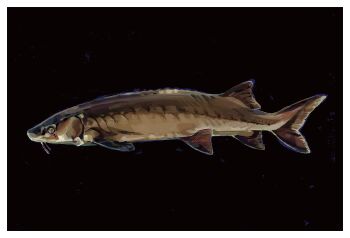 absurdres animal animal_focus black_background border fish from_side highres no_humans original painterly simple_background sturgeon_(fish) twulfs white_border