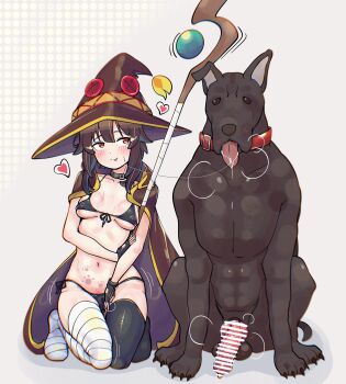 1girl absurdres alternate_breast_size_(larger) animal_penis asymmetrical_legwear bandaged_leg bandages bar_censor bestiality bikini black_bikini black_collar blush breasts cape censored cloak collar collarbone dog drooling fingerless_gloves full_body gloves grey_background hand_on_own_arm hat heart highres imminent_penetration implied_bestiality implied_kiss knotted_penis kono_subarashii_sekai_ni_shukufuku_wo! looking_at_animal mage_staff medium_breasts megumin mismatched_legwear mouth_drool navel on_floor open_mouth paw_print penis polka_dot polka_dot_background red_cloak red_collar red_eyes red_prison_magic_school_uniform saliva school_uniform seiranaichi seiza short_hair_with_long_locks sidelocks simple_background single_thighhigh sitting staff string_bikini swimsuit thighhighs tongue tongue_out witch_hat zoophilia